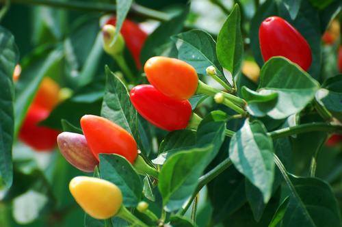 �Ϸ����ݱ���Ҷ�����࣭���ܣ�ͼƬ