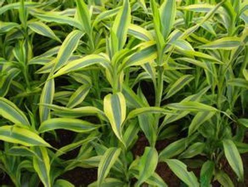 �Ϸ���ľ����Ҷ�����࣭���ܣ�ͼƬ