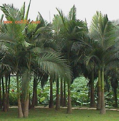 南方-木本观叶、果类-花卉-图片 南方-木本观叶、果类-花卉-图片