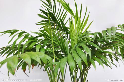 南方-木本观叶、果类-花卉-图片 南方-木本观叶、果类-花卉-图片