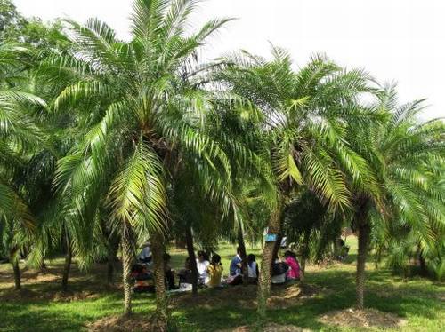 南方-木本观叶、果类-花卉-图片 南方-木本观叶、果类-花卉-图片