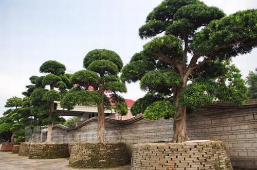 �Ϸ���ľ����Ҷ�����࣭���ܣ�ͼƬ