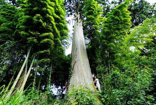 南方-木本观叶、果类-花卉-图片 南方-木本观叶、果类-花卉-图片