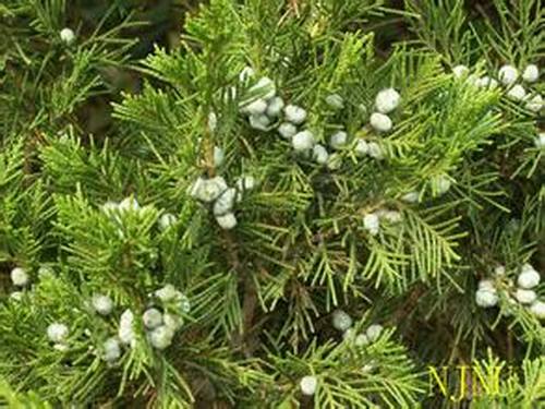 �Ϸ���ľ����Ҷ�����࣭���ܣ�ͼƬ