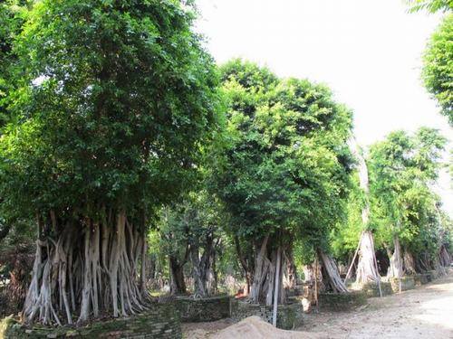 南方-木本观叶、果类-花卉-图片 南方-木本观叶、果类-花卉-图片