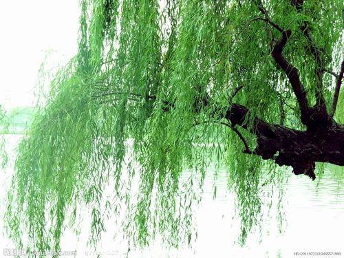 �Ϸ���ľ����Ҷ�����࣭���ܣ�ͼƬ