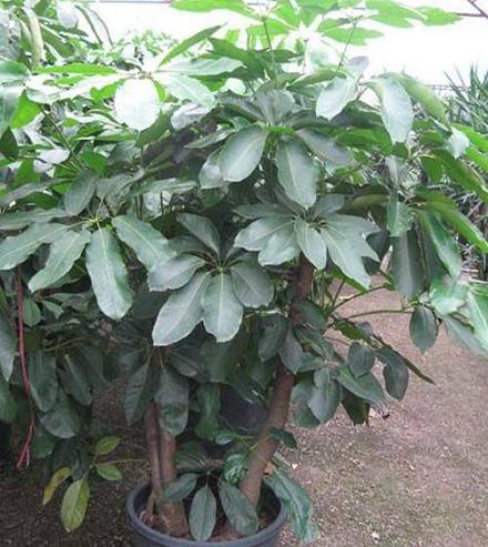 南方-木本观叶、果类-花卉-图片 南方-木本观叶、果类-花卉-图片