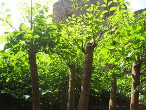 南方-木本观叶、果类-花卉-图片 南方-木本观叶、果类-花卉-图片