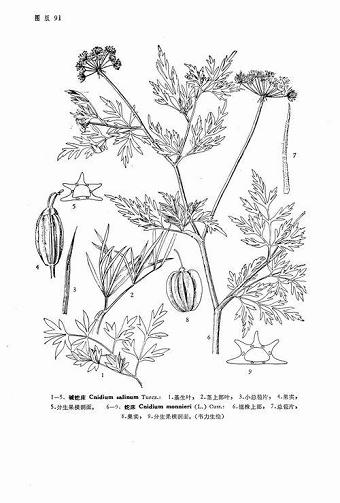 南方-木本观叶、果类-花卉-图片 南方-木本观叶、果类-花卉-图片