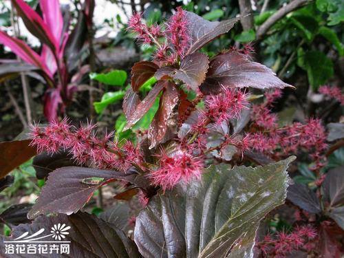 南方-木本观叶、果类-花卉-图片 南方-木本观叶、果类-花卉-图片