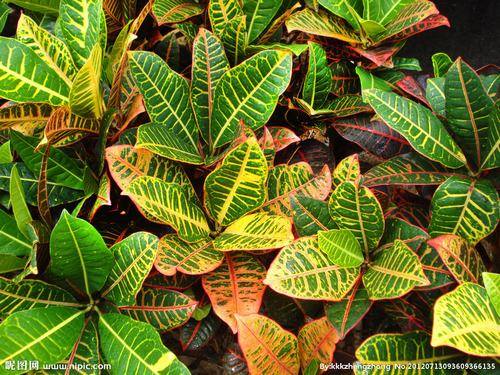 南方-木本观叶、果类-花卉-图片 南方-木本观叶、果类-花卉-图片