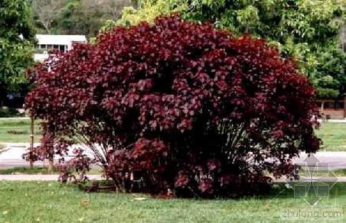 �Ϸ���ľ����Ҷ�����࣭���ܣ�ͼƬ