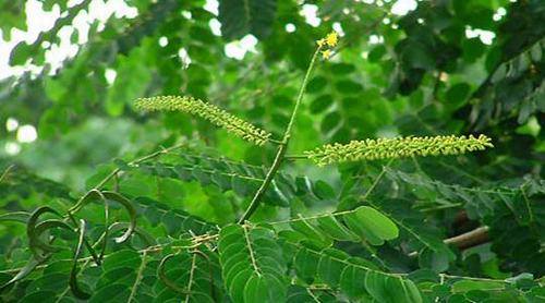 南方-木本观叶、果类-花卉-图片 南方-木本观叶、果类-花卉-图片