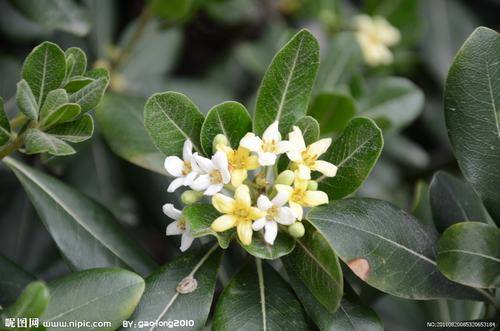 南方-木本观叶、果类-花卉-图片 南方-木本观叶、果类-花卉-图片