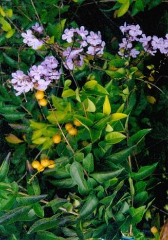 �Ϸ���ľ����Ҷ�����࣭���ܣ�ͼƬ