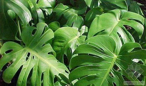 南方-攀援类-花卉-图片 南方-攀援类-花卉-图片