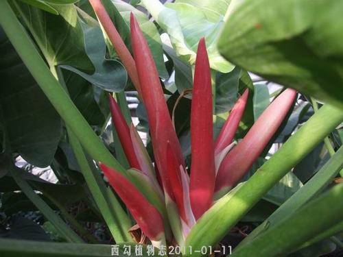 �Ϸ�����Ԯ�࣭���ܣ�ͼƬ