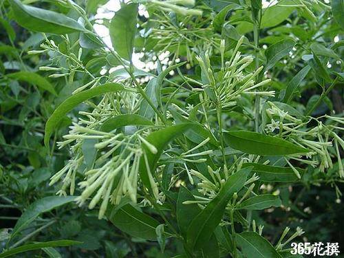 �Ϸ�����Ԯ�࣭���ܣ�ͼƬ