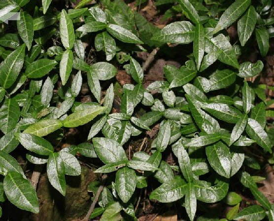 南方-攀援类-花卉-图片 南方-攀援类-花卉-图片