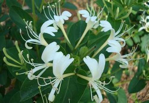 �Ϸ�����Ԯ�࣭���ܣ�ͼƬ