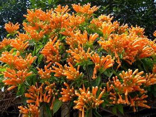 南方-攀援类-花卉-图片 南方-攀援类-花卉-图片