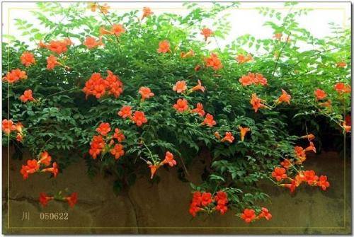 南方-攀援类-花卉-图片 南方-攀援类-花卉-图片