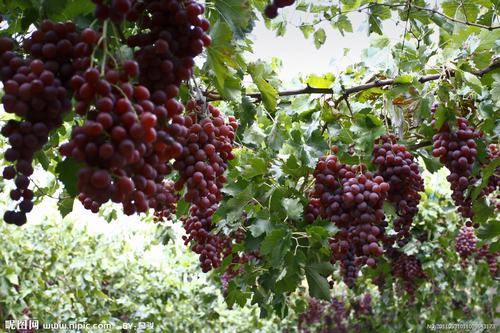 南方-攀援类-花卉-图片 南方-攀援类-花卉-图片