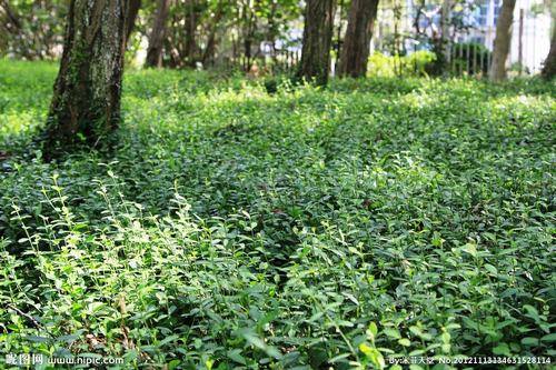 南方-攀援类-花卉-图片 南方-攀援类-花卉-图片