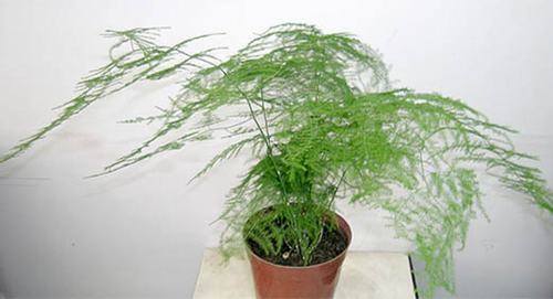 南方-攀援类-花卉-图片 南方-攀援类-花卉-图片