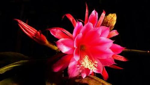 南方-肉质类-花卉-图片 南方-肉质类-花卉-图片