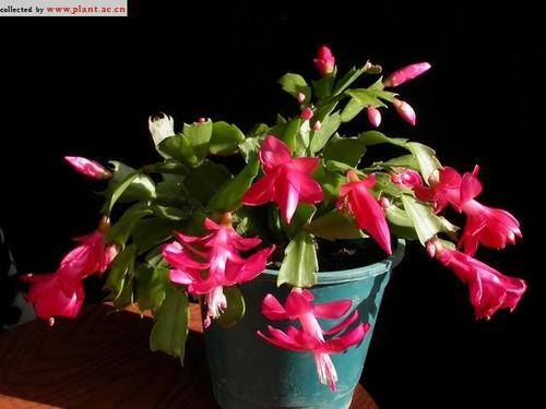 南方-肉质类-花卉-图片 南方-肉质类-花卉-图片