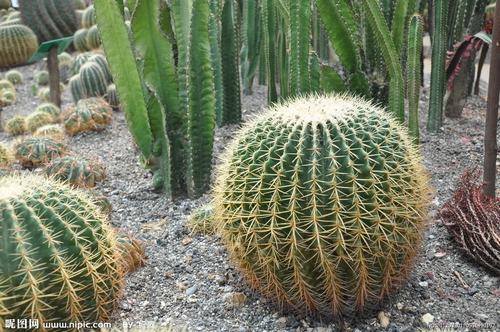 南方-肉质类-花卉-图片 南方-肉质类-花卉-图片