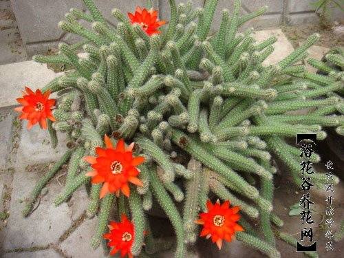 �Ϸ��������࣭���ܣ�ͼƬ