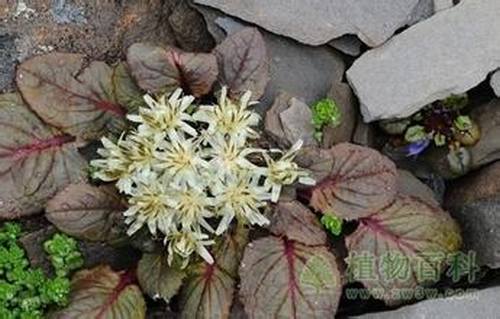 南方-肉质类-花卉-图片 南方-肉质类-花卉-图片