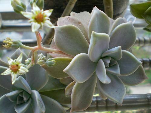 南方-肉质类-花卉-图片 南方-肉质类-花卉-图片