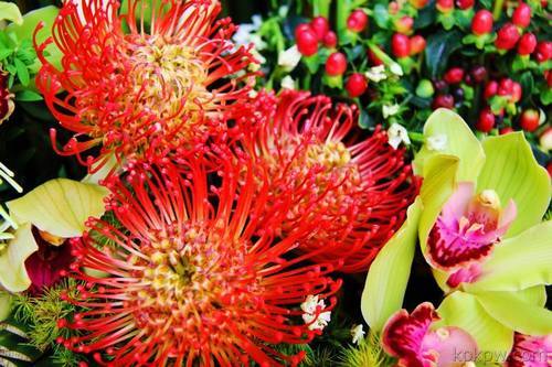 南方花卉繁殖栽培管理图片 南方花卉繁殖栽培管理图片