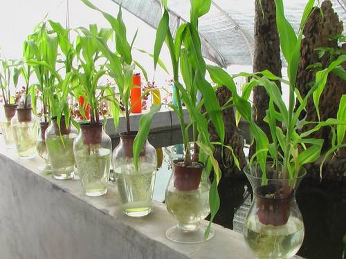 南方花卉繁殖栽培管理图片 南方花卉繁殖栽培管理图片