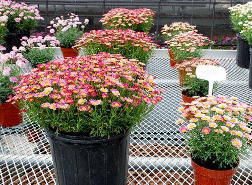 �Ϸ����ܷ�ֳ�������ͼƬ