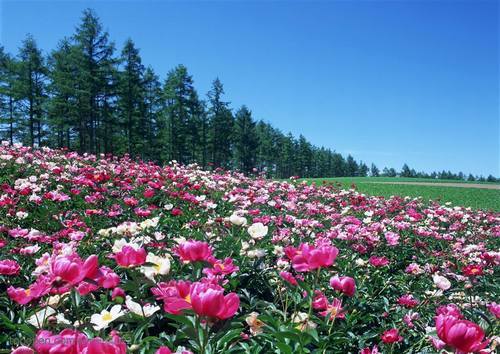 �Ϸ����ܷ�ֳ�������ͼƬ