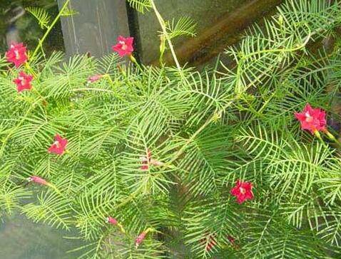 茑萝的养殖方法