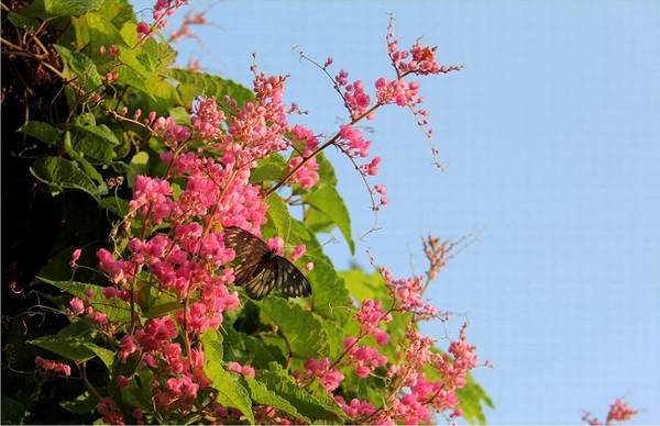 珊瑚藤的养殖方法和注意事项