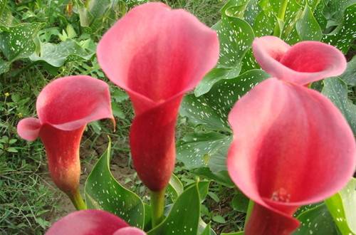 1501150848136634.jpg 马蹄莲怎么养_养殖方法和注意事项