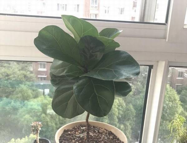 在北方养琴叶榕的关键技巧