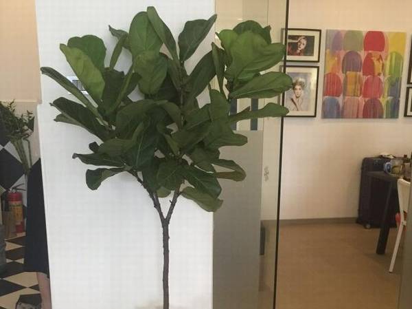 在北方养琴叶榕的关键技巧