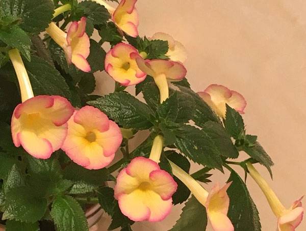 长筒花怎么养好 分享7个实用养护建议