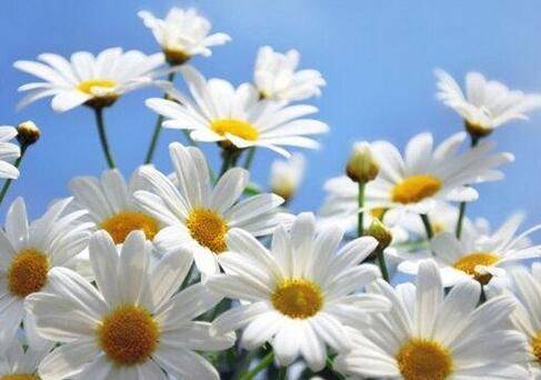 洋甘菊怎么种植