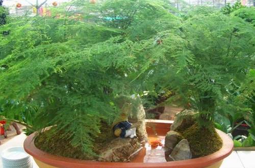 1517213878576711.jpg 耐寒花卉冬季养护注意这些要点