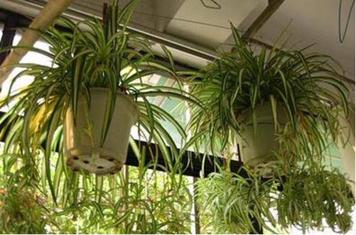 1467213712310517.jpg 金心吊兰的养殖方法和注意事项