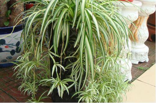 1467215516154570.jpg 金心吊兰的养殖方法和注意事项