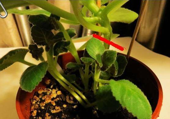 大岩桐开花后怎么砍头